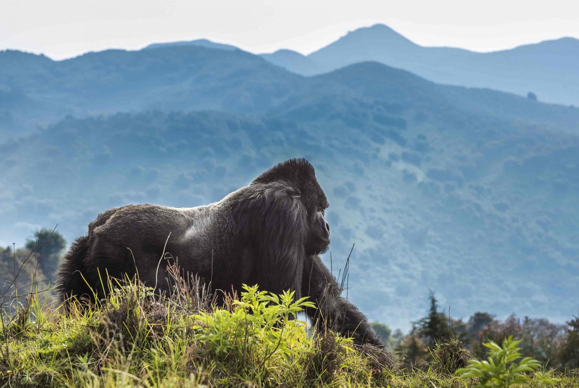 Mountain gorilla in Volcanoes National Park